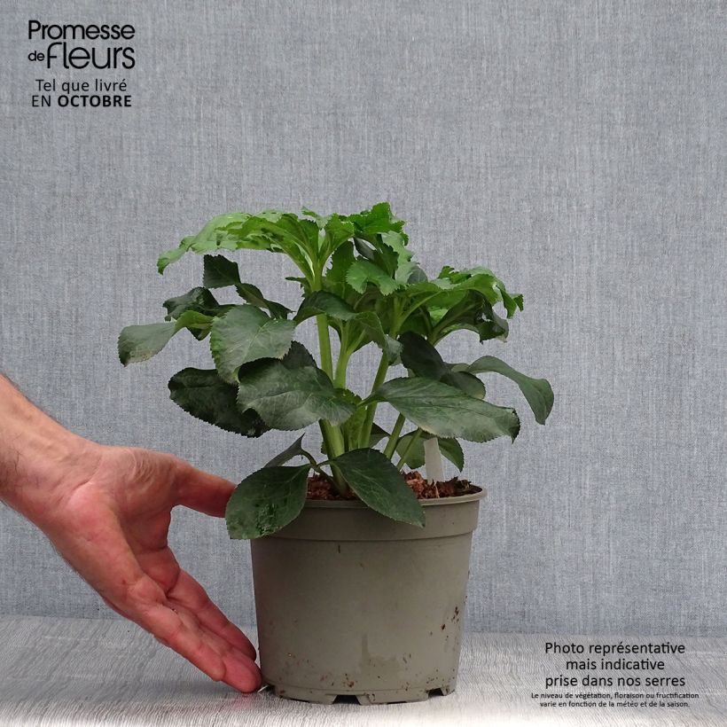 Esemplare di Helleborus Anemone Picotee - Elleboro Vaso da 2L/3L come consegnato in autunno