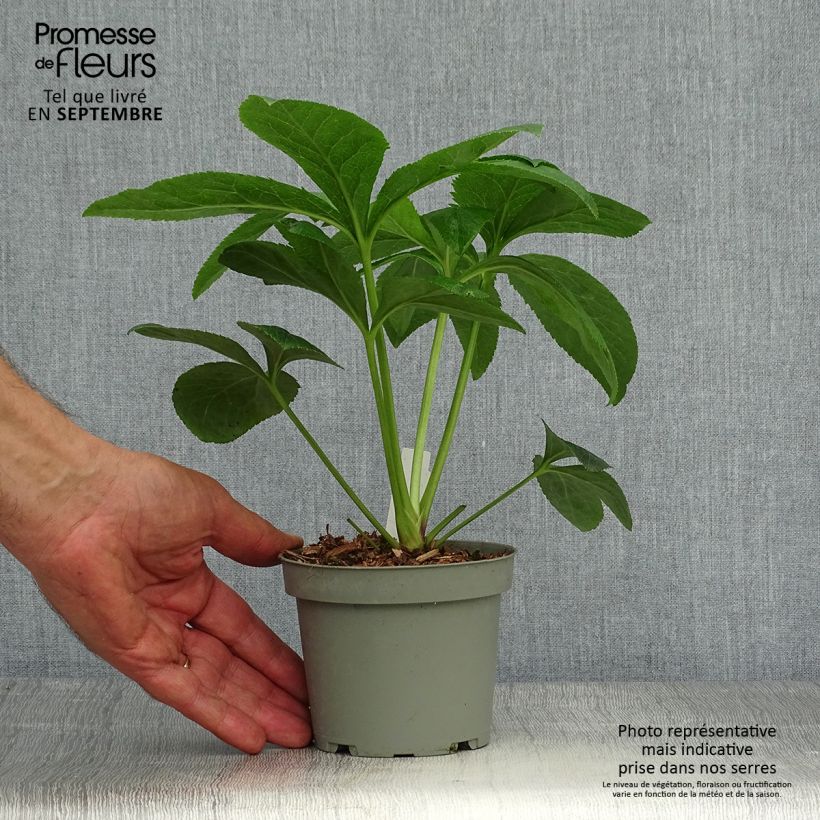 Esemplare di Helleborus Aubergine W/E - Elleboro Vaso da Ø 12 cm / 13 cm come consegnato in autunno