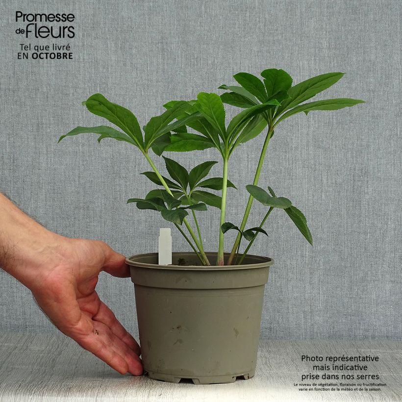 Esemplare di Helleborus Aubergine W/E - Elleboro Vaso da 2L/3L come consegnato in autunno