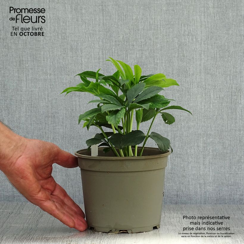 Esemplare di Helleborus Black Chocolate - Elleboro Vaso da 2L/3L come consegnato in autunno