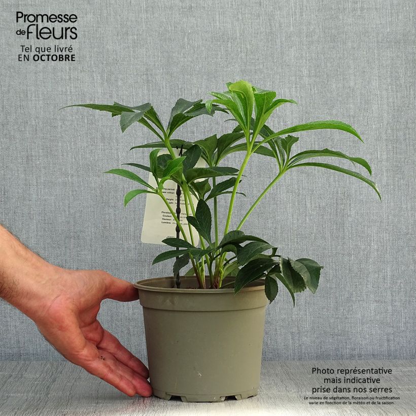 Esemplare di Helleborus White Red Center - Elleboro Vaso da 2L/3L come consegnato in autunno