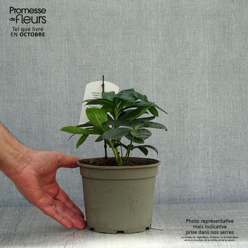 Esemplare di Helleborus White guttatus - Elleboro Vaso da 2L/3L come consegnato in autunno