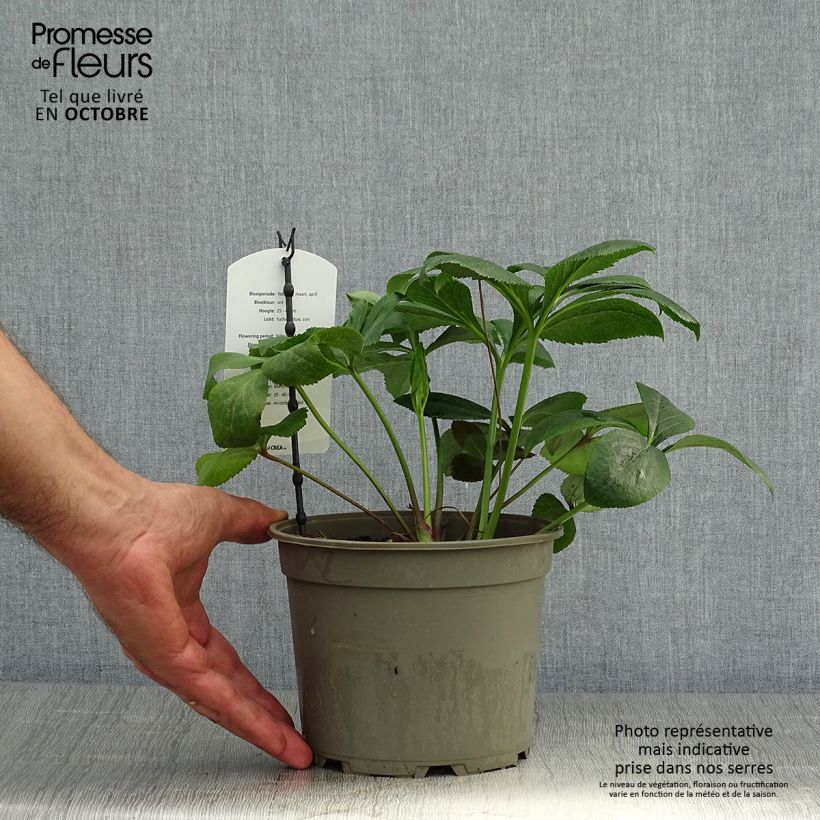 Esemplare di Helleborus White - Elleboro Vaso da 2L/3L come consegnato in autunno
