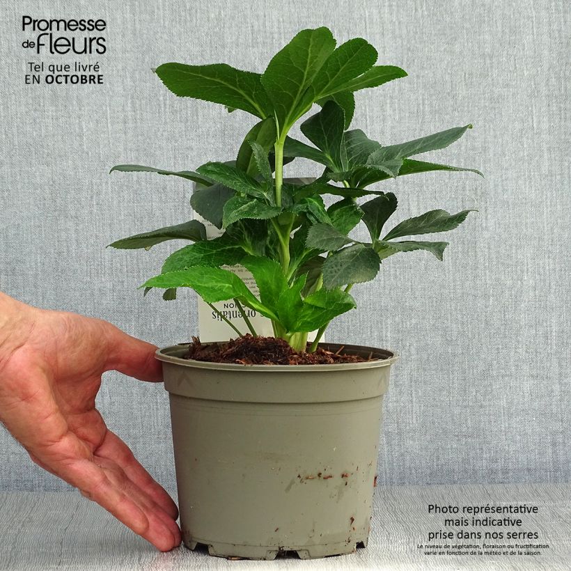 Esemplare di Helleborus Double Aubergine White Edge - Elleboro Vaso da 2L/3L come consegnato in autunno