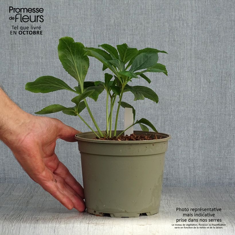 Esemplare di Helleborus Double White Red/Purple Edge - Elleboro Vaso da 2L/3L come consegnato in autunno