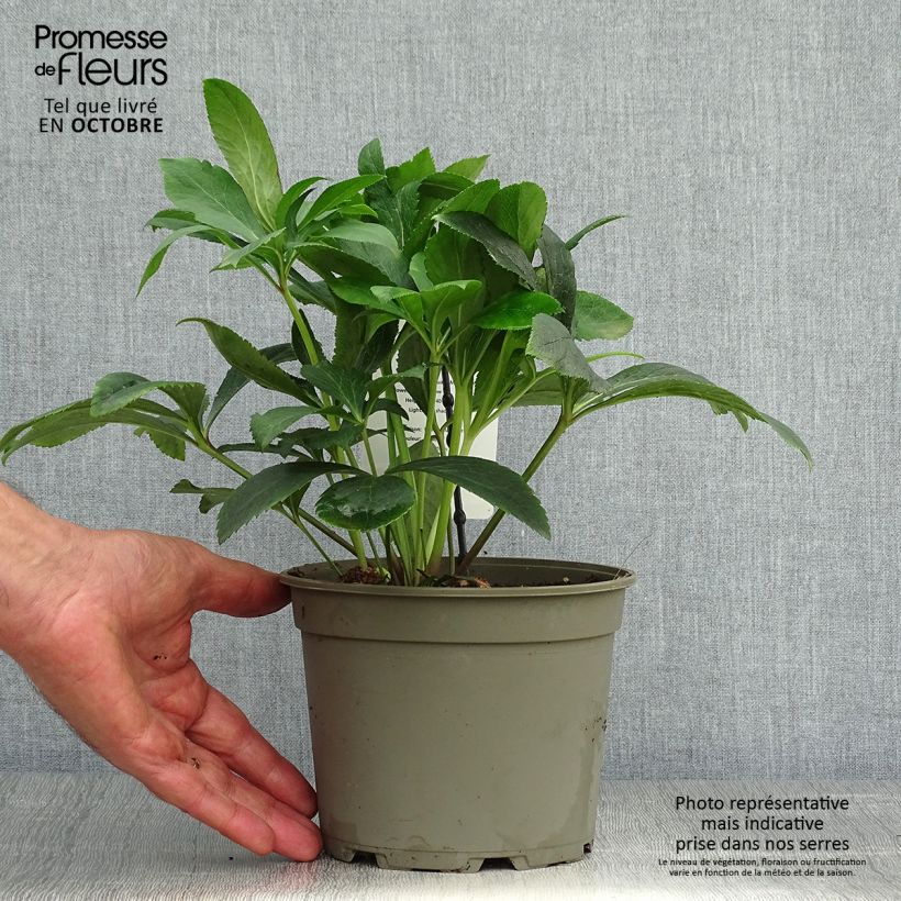 Esemplare di Helleborus Double Yellow - Elleboro Vaso da 2L/3L come consegnato in autunno