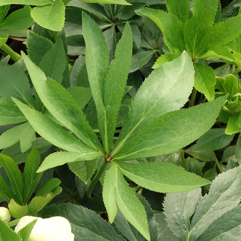 Helleborus Double Yellow - Elleboro (Fogliame)