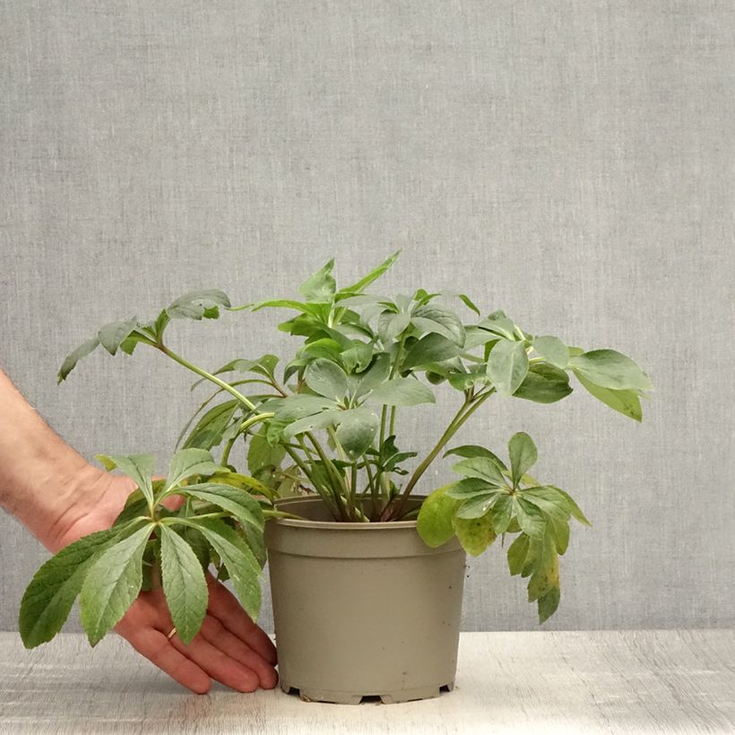Esemplare di Helleborus Double Red - Elleboro Vaso da 2L/3L consegnato in estate