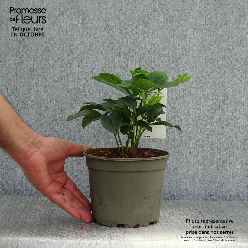 Esemplare di Helleborus Double Green - Elleboro Vaso da 2L/3L come consegnato in autunno