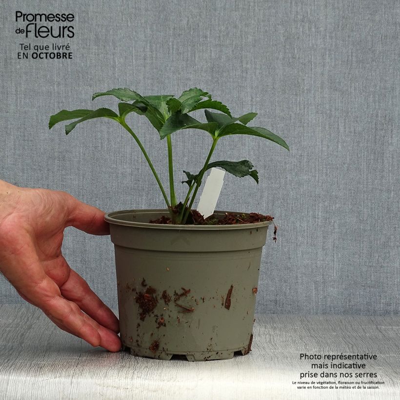 Esemplare di Helleborus Double Green Spotted - Elleboro Vaso da 2L/3L come consegnato in autunno