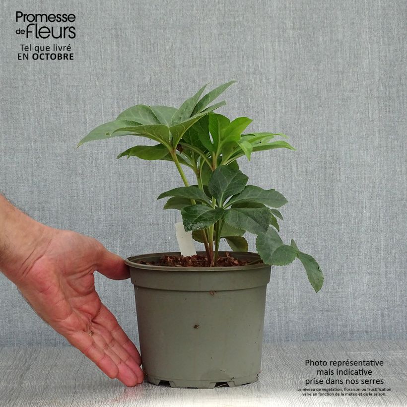 Esemplare di Helleborus Special Pink - Elleboro Vaso da 2L/3L come consegnato in autunno