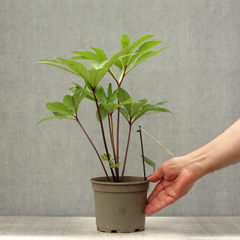 Esemplare di Helleborus Yellow Spotted - Elleboro Vaso da 2L/3L consegnato in estate