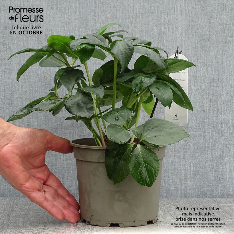 Esemplare di Helleborus Yellow - Elleboro Vaso da 2L/3L come consegnato in autunno
