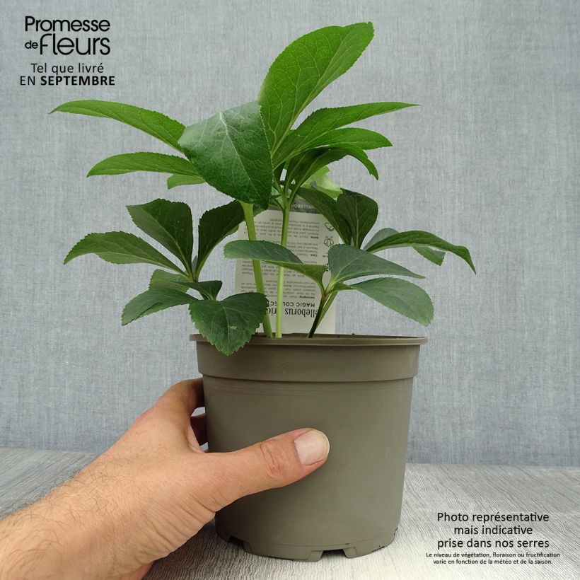 Esemplare di Helleborus Magic Apricot guttatus - Elleboro Vaso da 2L/3L come consegnato in autunno