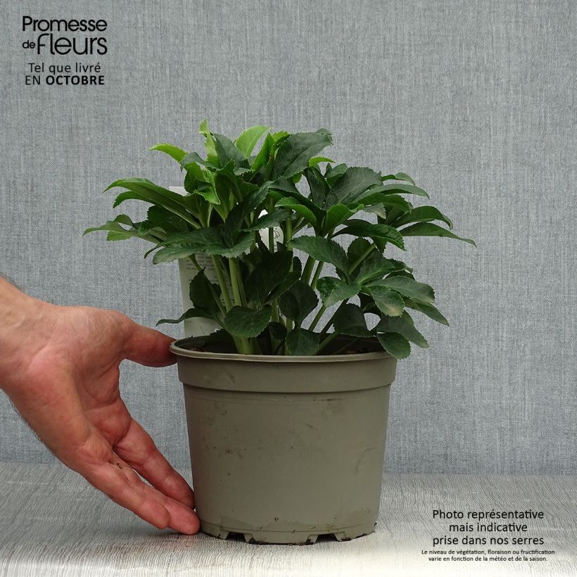 Esemplare di Helleborus Magic Aubergine Liseré - Elleboro Vaso da 2L/3L come consegnato in autunno