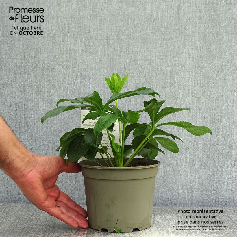Esemplare di Helleborus Magic Double Rose - Elleboro Vaso da 2L/3L come consegnato in autunno