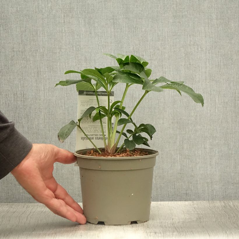 Esemplare di Helleborus Magic Double Red - Elleboro Vaso da 2L/3L consegnato in estate