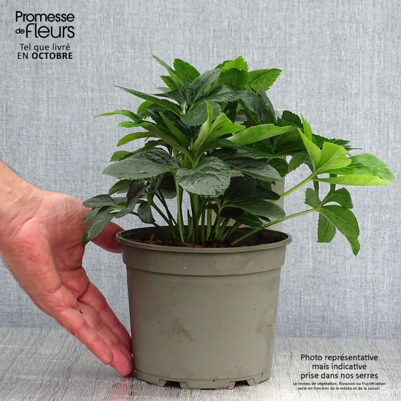 Esemplare di Helleborus Magic Red - Elleboro Vaso da 2L/3L come consegnato in autunno