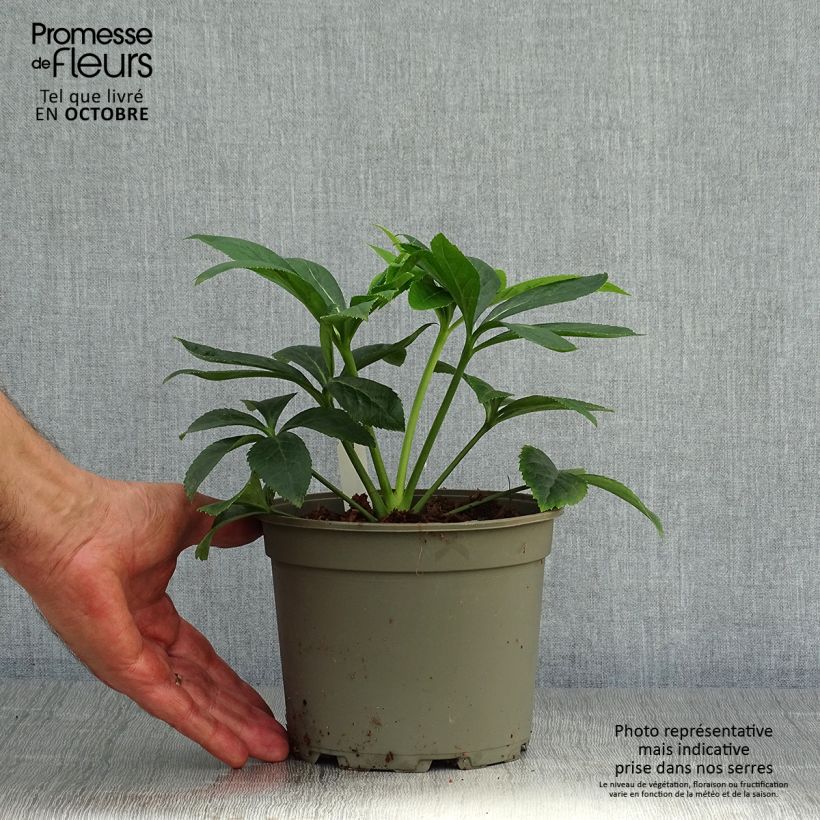 Esemplare di Helleborus Peach with Dark Center - Elleboro Vaso da 2L/3L come consegnato in autunno