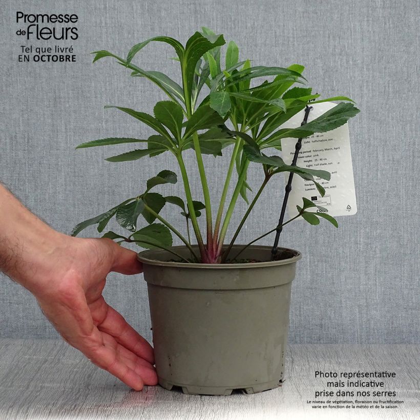 Esemplare di Helleborus Pink - Elleboro Vaso da 2L/3L come consegnato in autunno