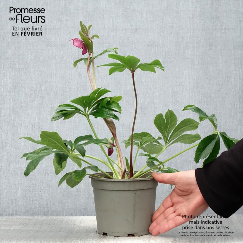 Helleborus Red - Elleboro Vaso da 2L/3L esemplare consegnato in inverno