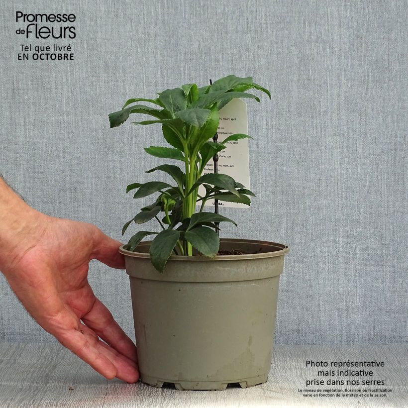 Esemplare di Helleborus Slaty Blue - Elleboro Vaso da 2L/3L come consegnato in autunno