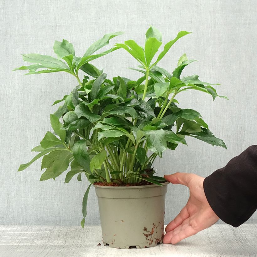 Esemplare di Helleborus ViV Alessia - Elleboro Vaso da 2L/3L come consegnato in autunno