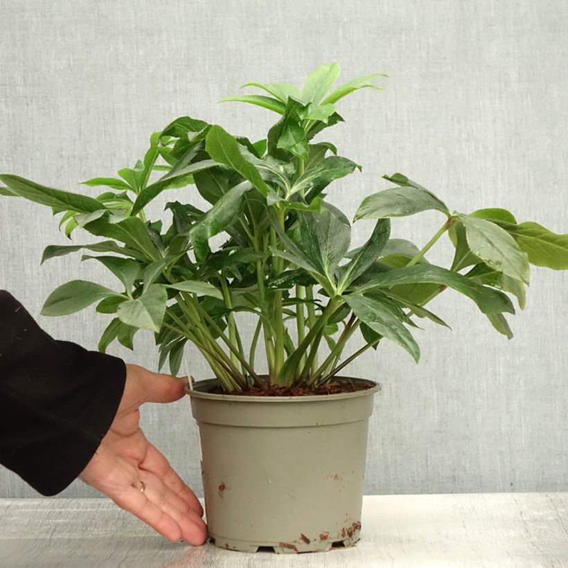 Esemplare di Helleborus ViV Carlotta - Elleboro Vaso da 2L/3L come consegnato in autunno
