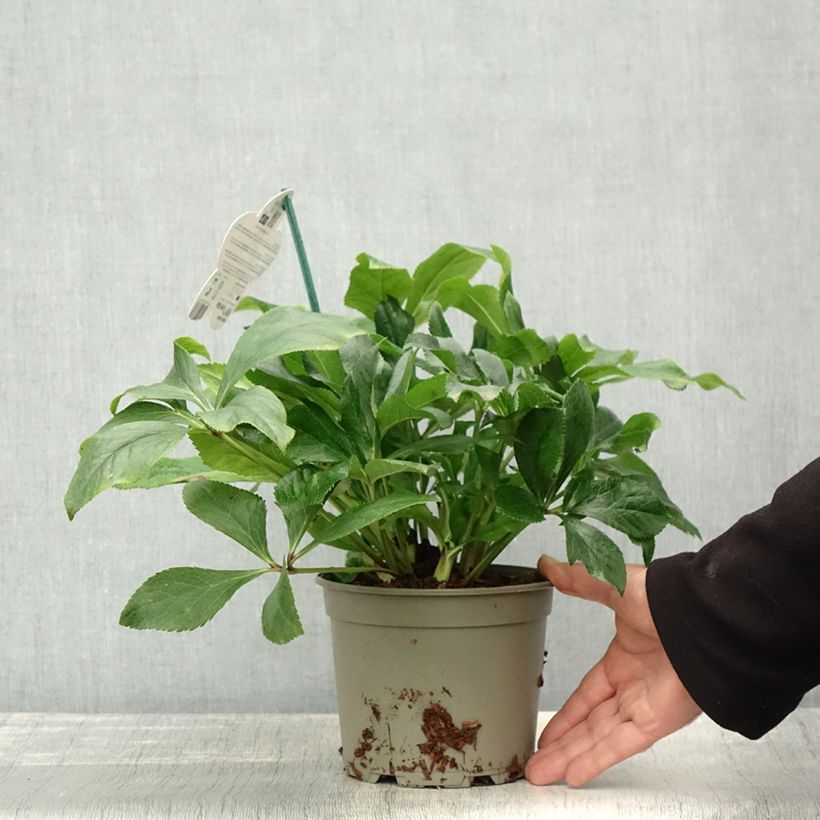 Esemplare di Helleborus ViV Celestina - Elleboro Vaso da 2L/3L come consegnato in autunno