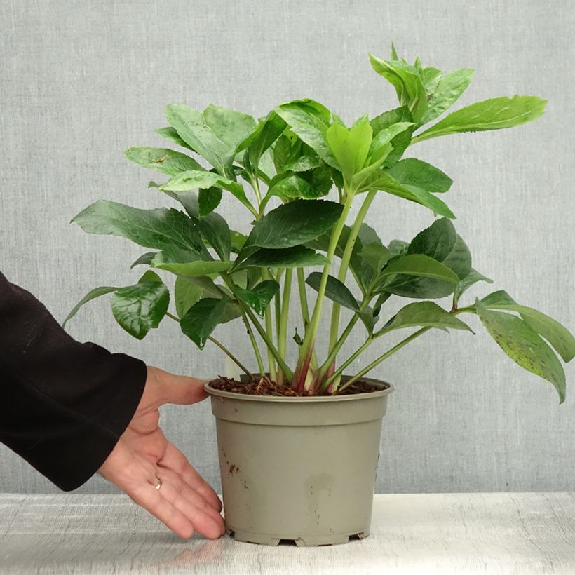 Esemplare di Helleborus ViV Cinzia - Elleboro Vaso da 2L/3L come consegnato in autunno