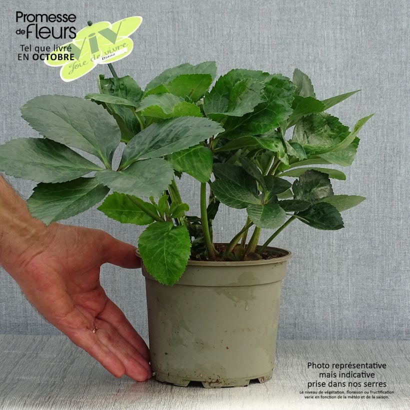 Esemplare di Helleborus orientalis ViV Diana - Elleboro orientale Vaso da 2L/3L come consegnato in autunno