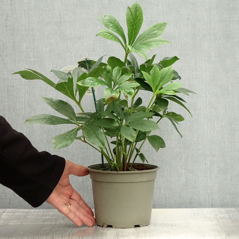 Esemplare di Helleborus ViV Eloisa - Elleboro Vaso da 2L/3L come consegnato in autunno