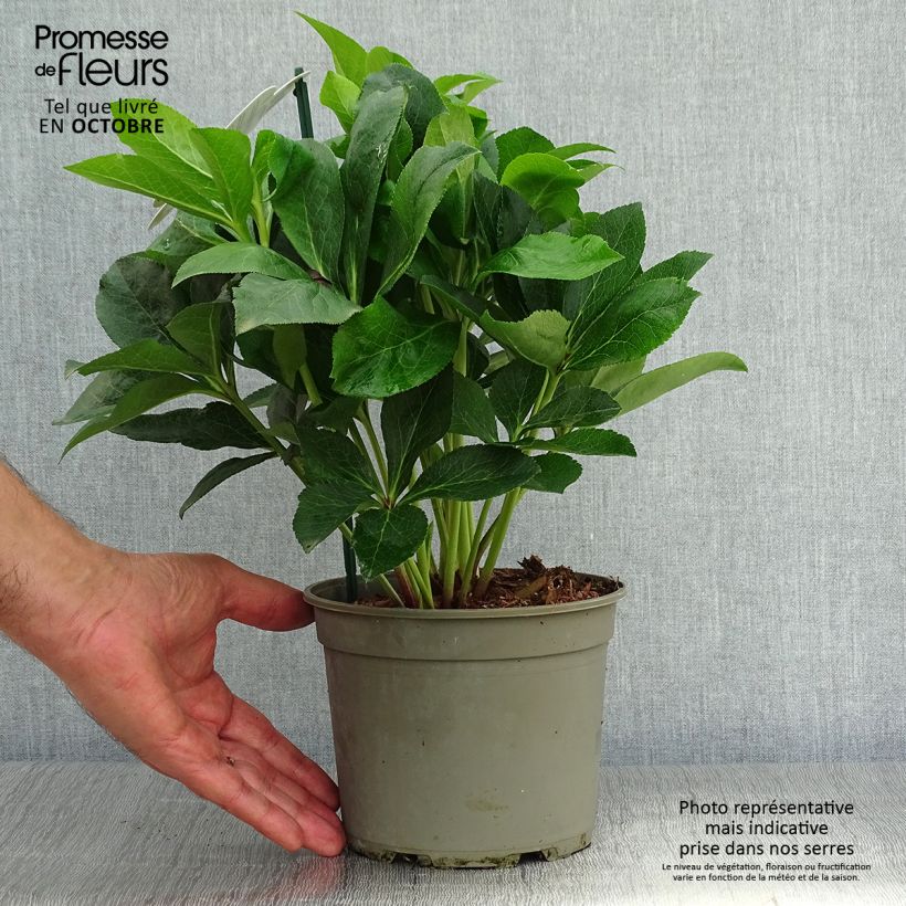 Esemplare di Helleborus Luisa - Elleboro Vaso da 2L/3L come consegnato in autunno