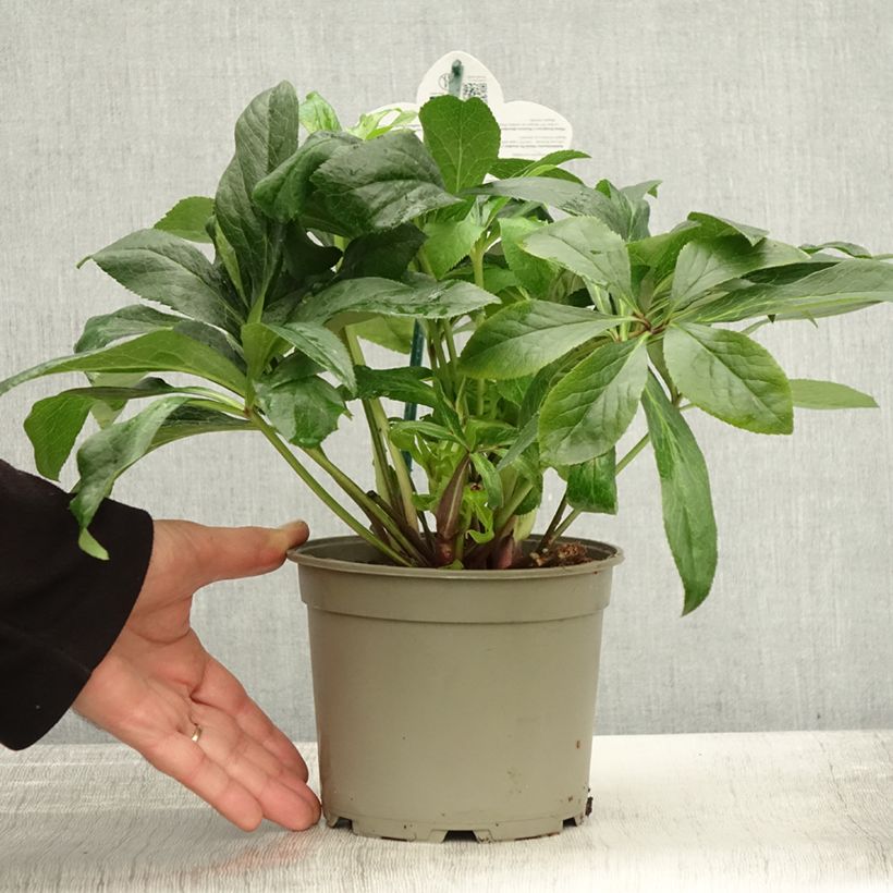 Esemplare di Helleborus ViV Maeva - Elleboro Vaso da 2L/3L come consegnato in autunno
