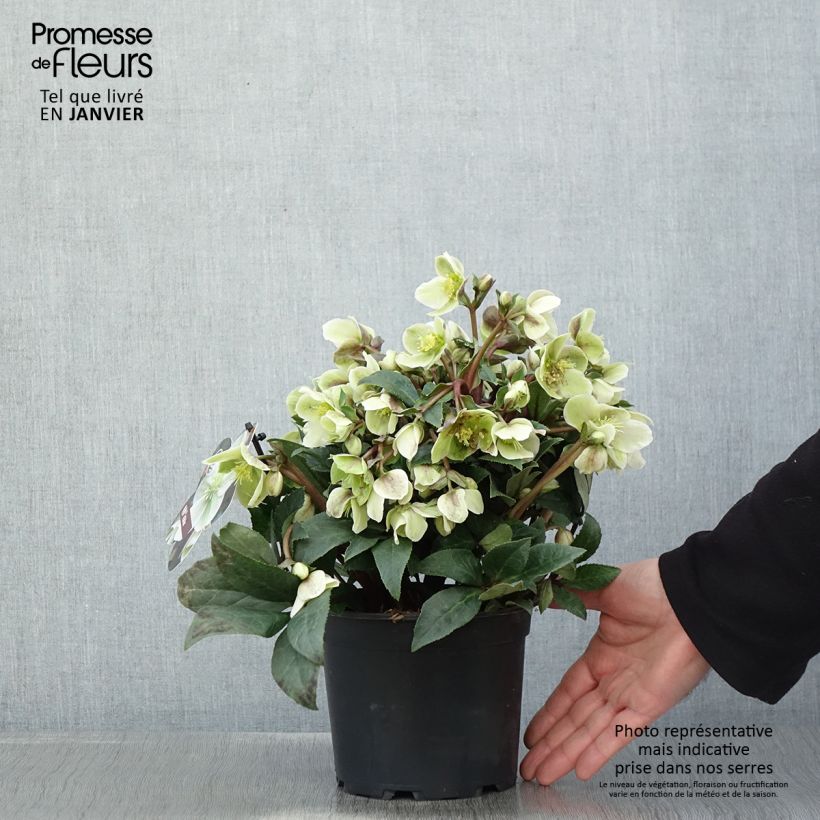 Helleborus ViV Olivia - Elleboro Vaso da 1L/1,5L esemplare consegnato in inverno