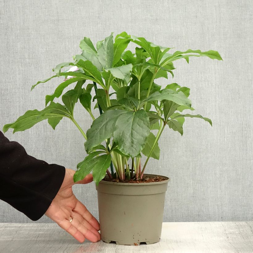 Esemplare di Helleborus ViV Rosa - Elleboro Vaso da 2L/3L come consegnato in autunno