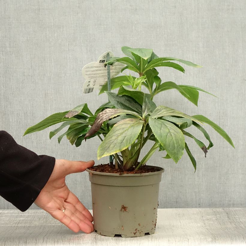 Esemplare di Helleborus ViV Serafina - Elleboro Vaso da 2L/3L come consegnato in autunno