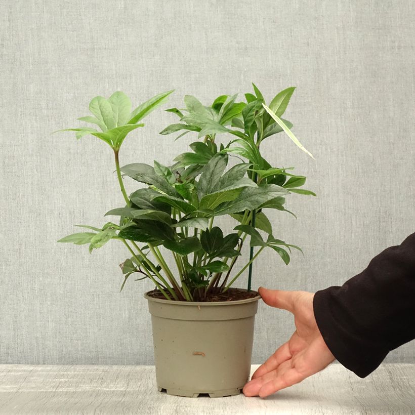 Esemplare di Helleborus ViV Teodora - Elleboro Vaso da 2L/3L come consegnato in autunno