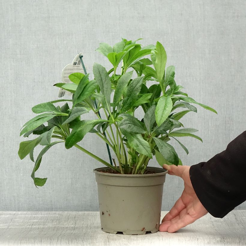 Esemplare di Helleborus ViV Victoria - Elleboro Vaso da 2L/3L come consegnato in autunno