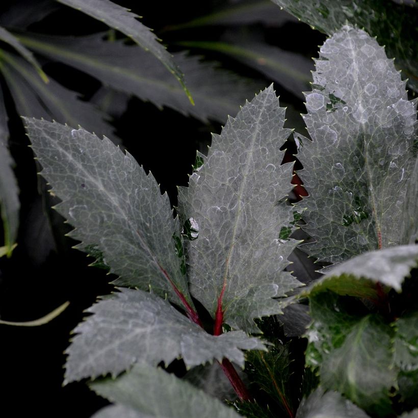 Helleborus sternii Flame - Elleboro (Fogliame)