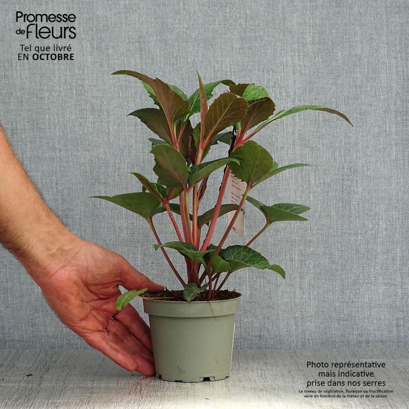 Esemplare di Helleborus sternii Flame - Elleboro Vaso da Ø 12 cm / 13 cm come consegnato in autunno
