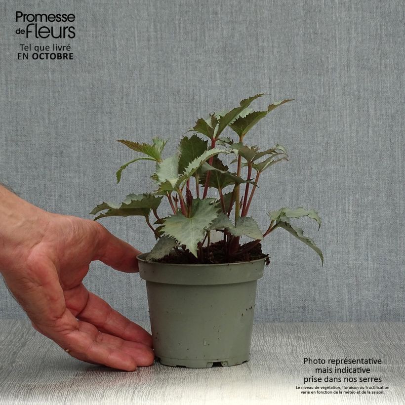 Esemplare di Helleborus sternii Grey Star - Elleboro Vaso da 1L/1,5L come consegnato in autunno