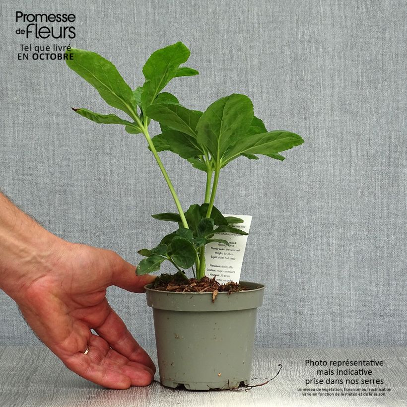 Esemplare di Helleborus orientalis subsp. abchasicus - Elleboro orientale Vaso da Ø 12 cm / 13 cm come consegnato in autunno