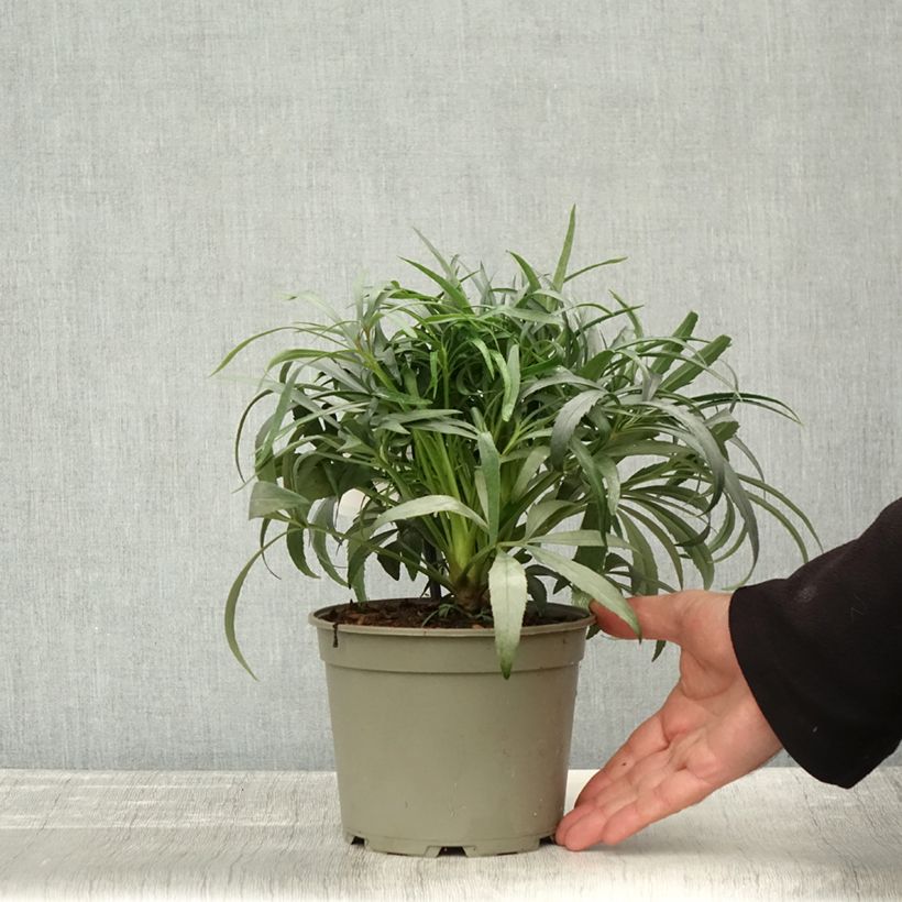 Esemplare di Helleborus foetidus Sopron - Elleboro puzzolente Vaso da 1L/1,5L come consegnato in autunno