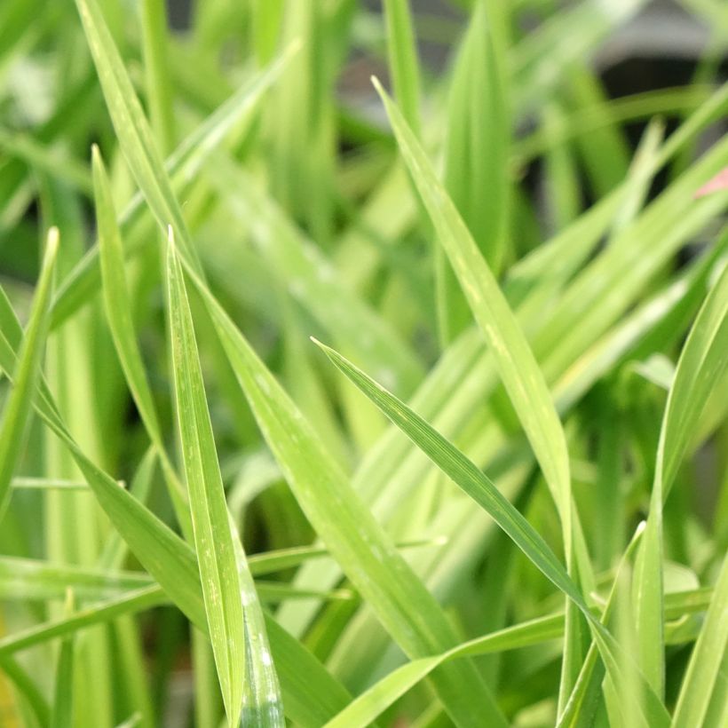 Hemerocallis American Revolution - Emerocallide (Fogliame)