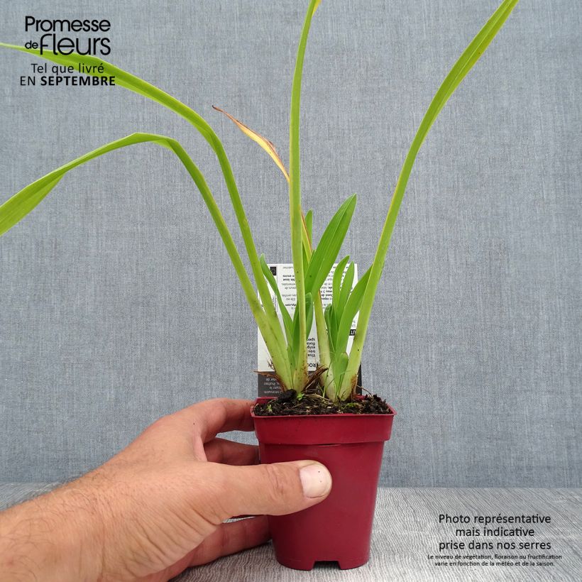 Esemplare di Hemerocallis Annie Welch - Emerocallide Vasetto da 7/8 cm consegnato in estate