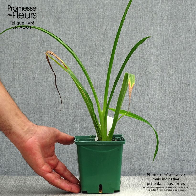 Esemplare di Hemerocallis Arctic Snow - Emerocallide Vaso da 1L/1,5L consegnato in estate