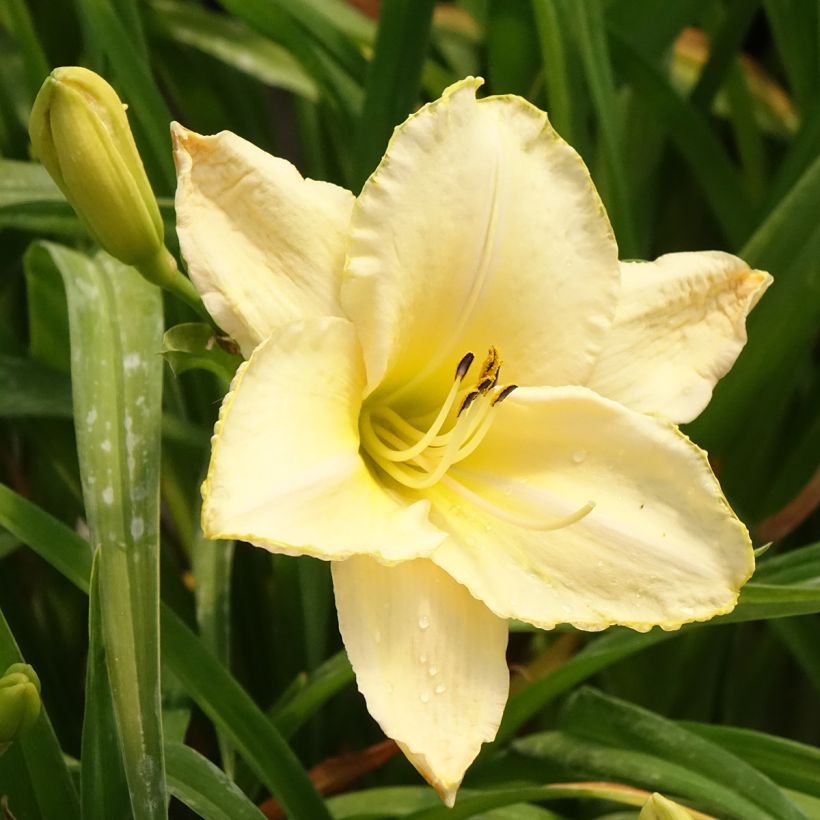 Hemerocallis Arctic Snow - Emerocallide (Fioritura)
