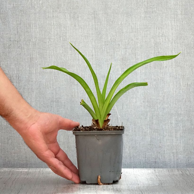 Esemplare di Hemerocallis Baracuda Bay - Emerocallide Vaso da 1L/1,5L consegnato in estate