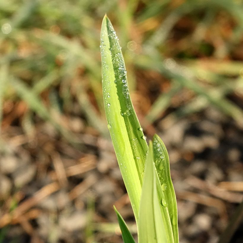 Hemerocallis Baracuda Bay - Emerocallide (Fogliame)